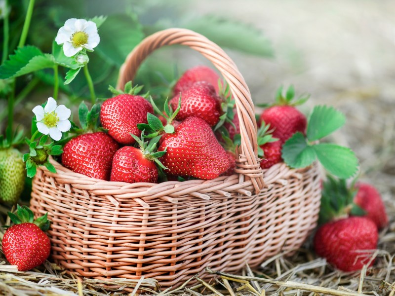 Ein Korb mit frischen Erdbeeren