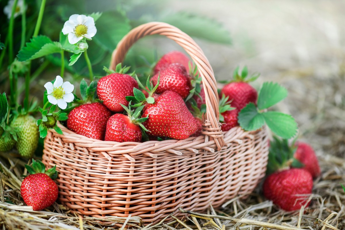 Ein Korb mit frischen Erdbeeren