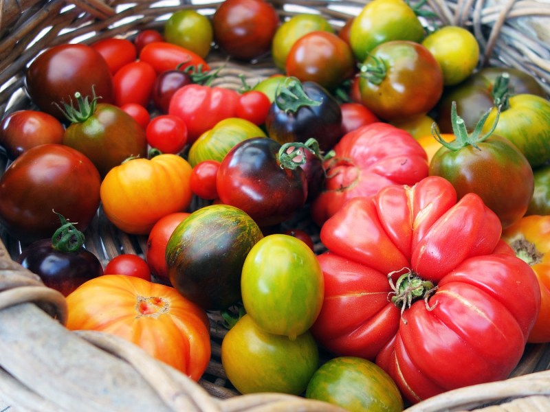 Ein Korn mit verschiedenen Tomatensorten