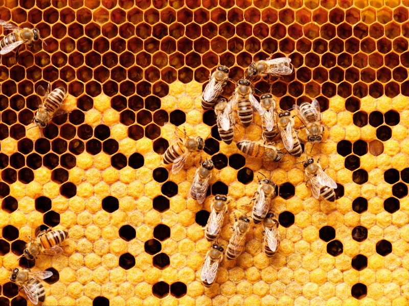 Weltbienentag: mehrere Bienen auf Waben, zum Teil geschlossen