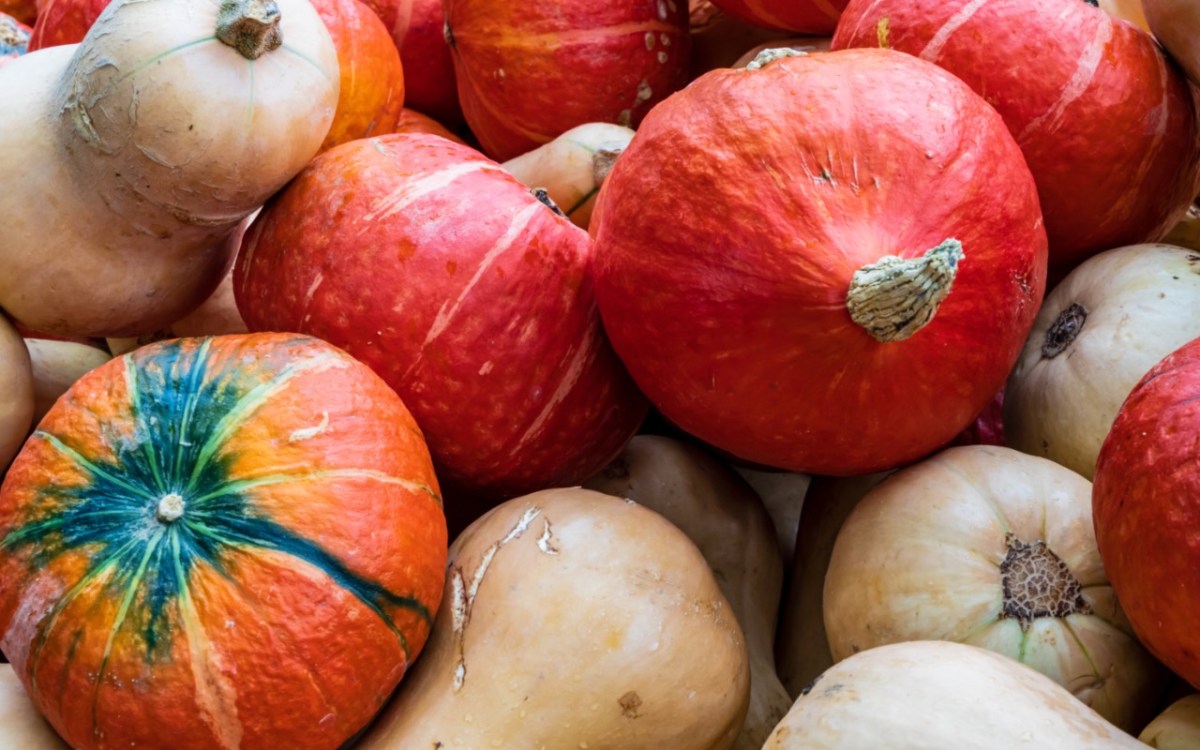 Unterschied Hokkaido und Butternut: mehrere KÃ¼rbisse Ã¼bereinander.