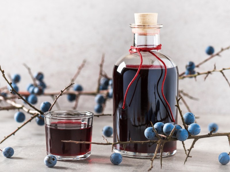 Eine Flasche und ein Glas Schlehen-Gin. Drum herum sind Schlehen-Ã„ste drappiert.