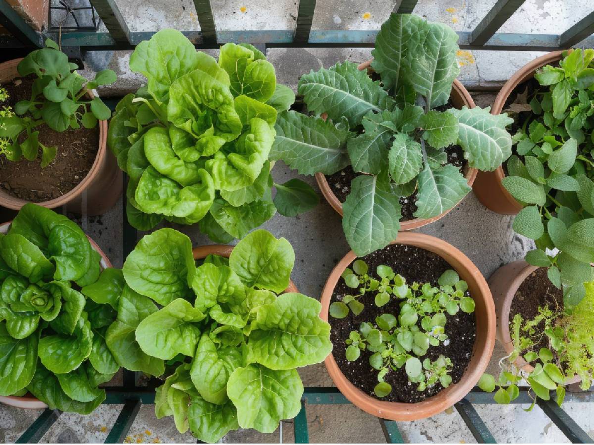 Salat vom Balkon